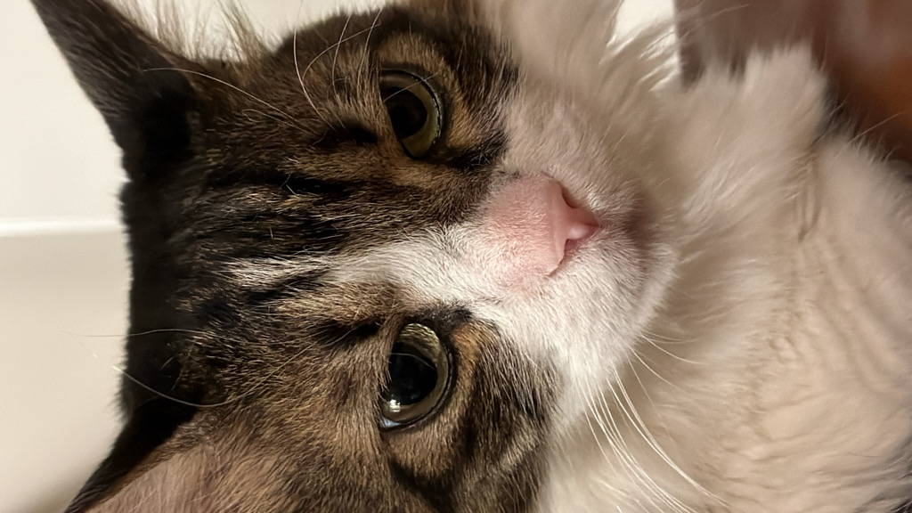 Ekin İşcan profil fotoğrafı