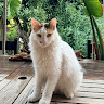 Melike Yildirim profil fotoğrafı